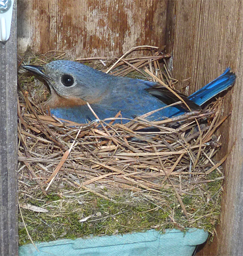 Here she sits as I opened the door and peeked in (4/22/14).