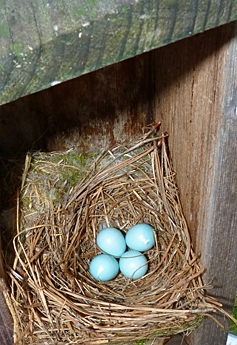Four egg for the Butterfly House nest (4/29/14).