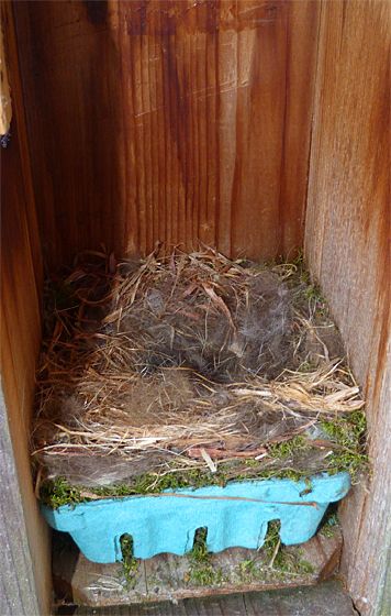 The Sail Boat Pond nest, ready and waiting (4/1/14).