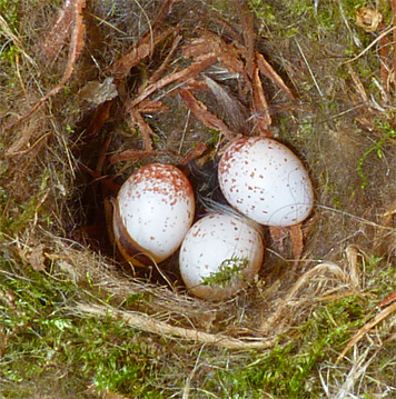 Three eggs in the Sail Boat Pond nest (4/8/14).