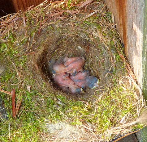 All 3 chickadees hatch at Sail Boat Pond (4/22/14).