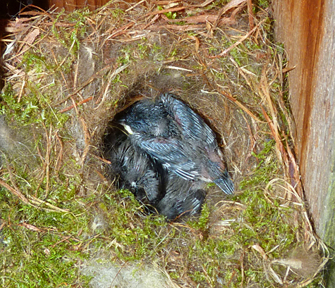 The three nestlings at the Sail Boat Pond are fine and growing strong (4/29/14).