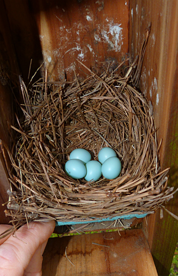 The only "totally bluebird" nest now has five eggs (4/15/14).