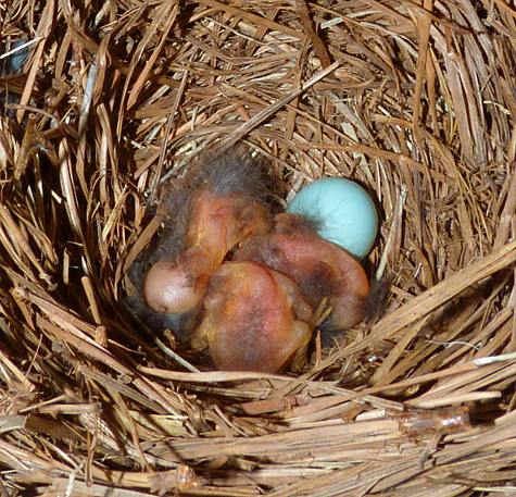 Just hatched at the Cow Pasture nest. Is there another egg under those little naked birds? (4/29/14)
