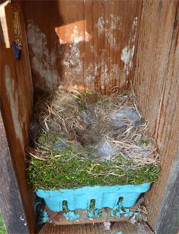 A nest waiting for eggs (Bungee - 4/1/14).
