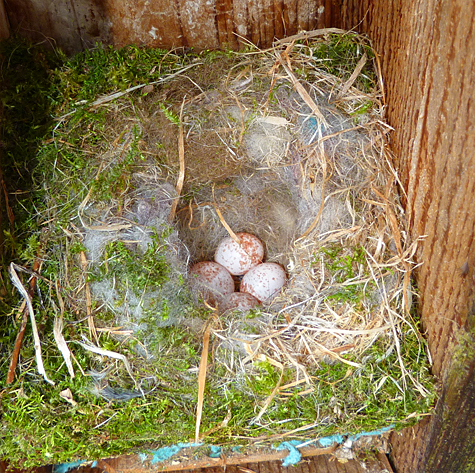 The nest at the Bungee Jump has four chickadee eggs (4/8/14).