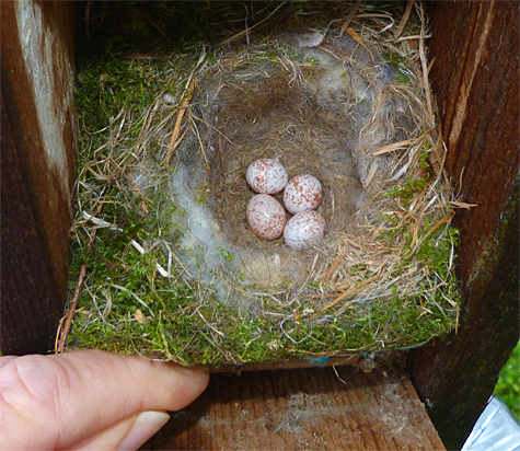 There'll be no more eggs in this chickadee's nest. Note the nice round "cup" formed by the incubating bird (4/15/14).