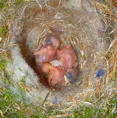 One unhatched egg in the center of the Bungee chickadee nest (4/22/14).