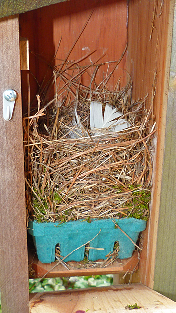 The Picnic Dome nest is topped off with a white feather (4/8/14).
