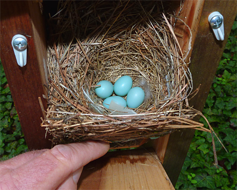 Four eggs grace the nest at the Picnic Dome (4/15/14).