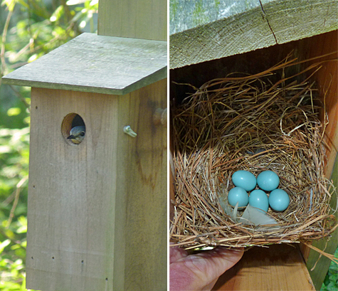 The female peers out at me as I approach. She was sitting on five eggs. (4/22/14).