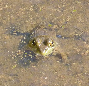 The Wetlands bullfrog tadpoles from the previous year are becoming frogs.