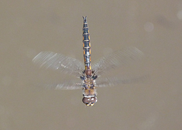 Common Baskettail.