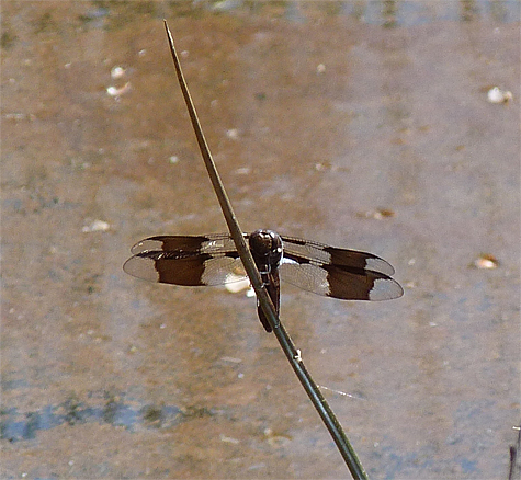 Common Whitetail.