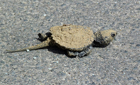 This little turtle is on a mission (4/4/14).