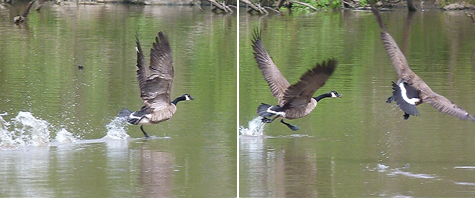 The goose on left is taking flight. It is being chased by the one that enters in second frame of this sequence.