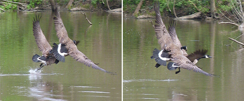 A peck on the head and back get the chasee moving even faster.