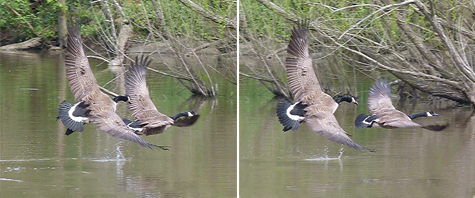 The chaser soon gives up as the chasee heads for the willows.