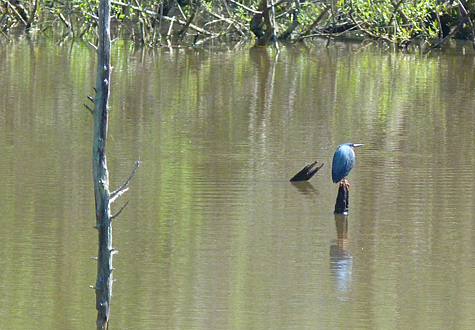 Green Herons return. (4/12/14).