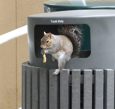 A Gray Squirrel seems unconcerned with my presence as it munches on some delicacy it found in the receptacle of trash.