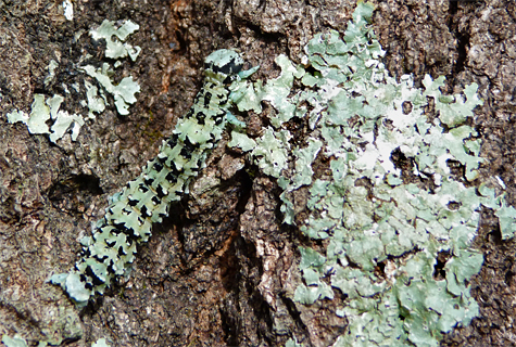 A good use of camouflage.