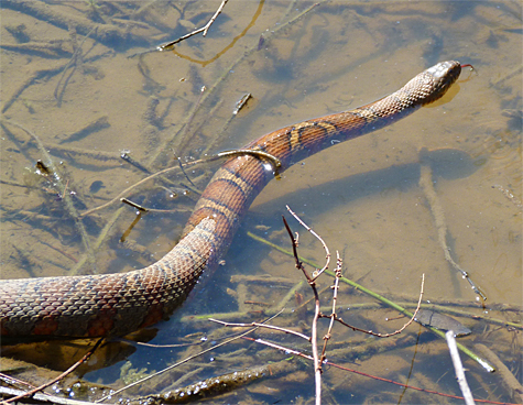 Note how Big Red's pattern stands out when wet.