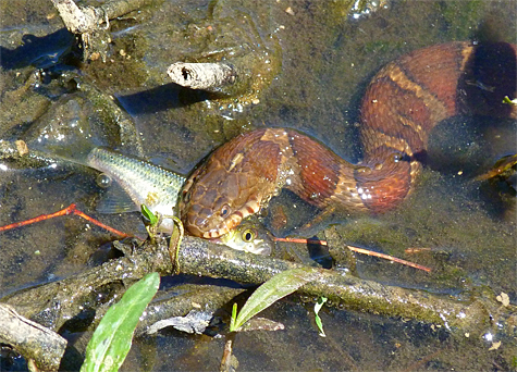 The first snake swims off with its prize.