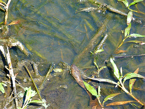 The smaller snake  move to a new location. There are at least five fish within reach of the snake. 