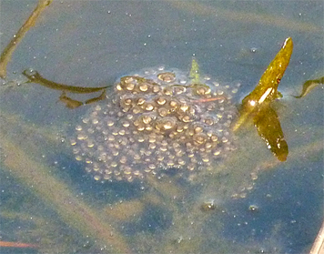 Pickerel Frog eggs in Smartweed at end of boardwalk in Explore the Wild.