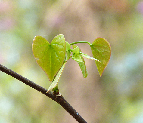 Redbud leaves.