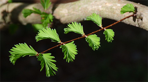 Dawn Redwood.