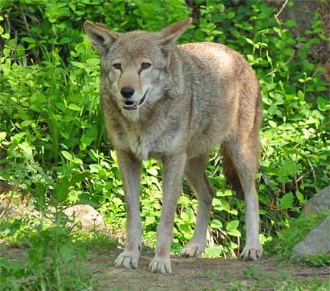 Female Red Wolf #1287.