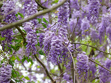 Wisteria.