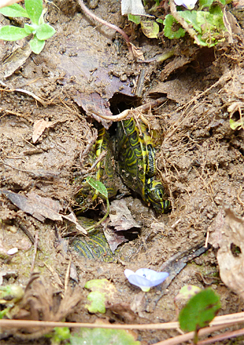 Two turtles with the top shells (carapaces) touching. The top of the shell of a third turtle can been seen below the turtle on the left.