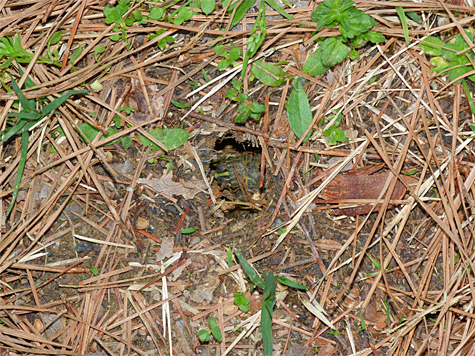 With the help of the camera's flash I could see there were indeed more turtles inside the hole (4/16/14).