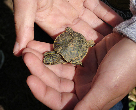 A quick final shot of this turtle before it was set free in the Wetlands (4/16/14).