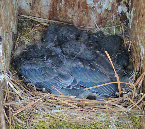 What looks like four nestling bluebirds in the only remaining occupied nest, the Butterfly House nest (5/20/14).