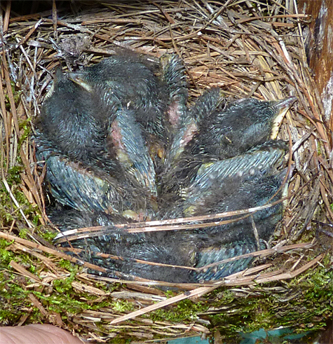 Do you see five bluebird nestlings in this nest? (Amphimeadow, 5/13/14).