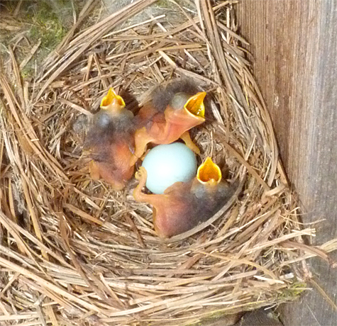 If past experience holds true, the unhatched egg in the Butterfly House nest will not hatch (5/8/14).