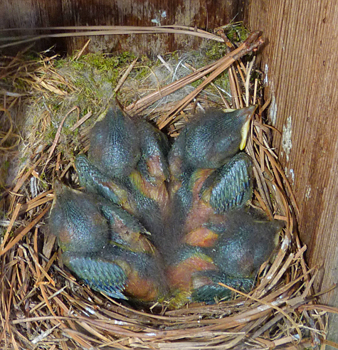 There are clearly four nestlings in the Butterfly House nest (5/13/14).