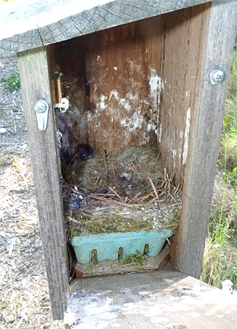 The Butterfly House nest has fledged its four bluebird nestlings (5/27/14).