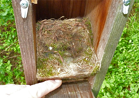 An empty nest is what greeted me at the Sail Boat Pond nest (5/8/14).