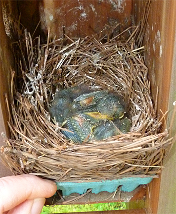 These bluebirds are growing but they've got a ways to go before fledging (5/8/14).