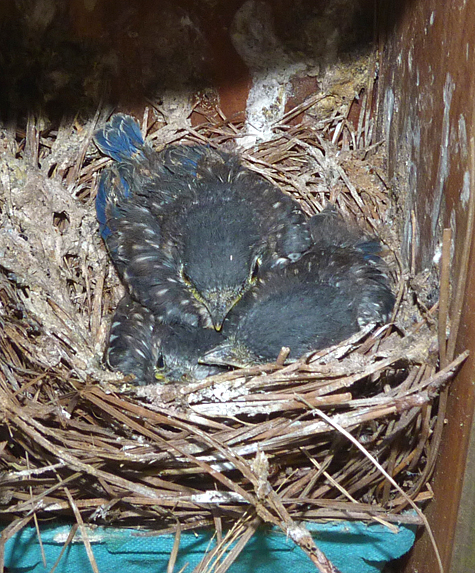 The nest at the Cow Pasture (5/13/14).