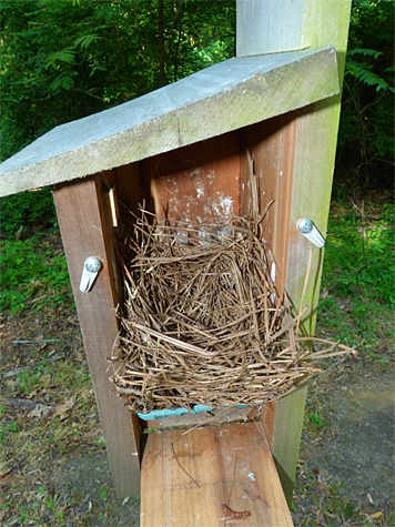 A new nest hase been started at the Cow Pasture (5/27/14).