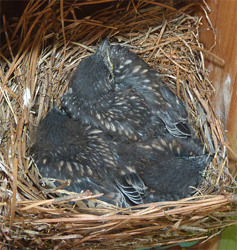 Do you see more than three nestlings? (Picnic Dome, 5/13/14)