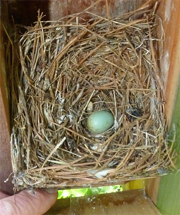 Although the bluebird nestlings that occupied this nest have departed, their would be sibling remained (5/20/14).