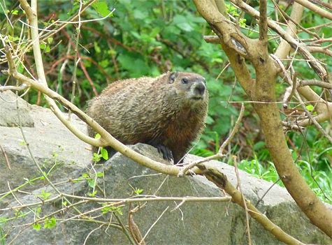 This groundhog resides in the Black Bear Enclosure. Look for him there, just to the right and behind the water feature.