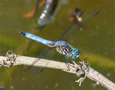 Blue Dasher (male).