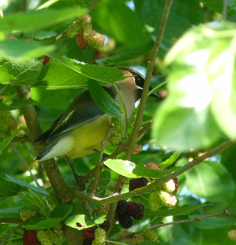 At first it was difficult to see the birds hidden among the branches.